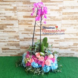 OV01 Orquídea Planta Viva